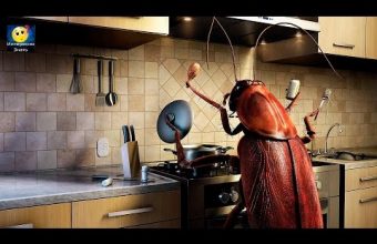 Способы избавления от тараканов в квартире: причины появления, профилактика